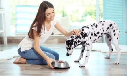 Planning your dogs meals for maximum taste and nutrition