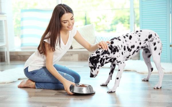 Planning your dogs meals for maximum taste and nutrition.