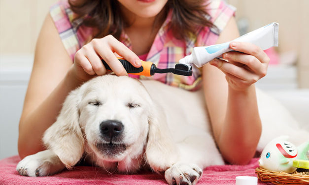 Teeth Trouble in canines