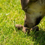 Dirty Dining: Dogs Eating Faeces
