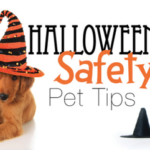 5 Tips on how to keep your pet safe this Halloween