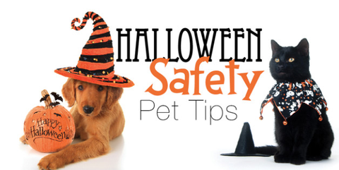 5 Tips on how to keep your pet safe this Halloween