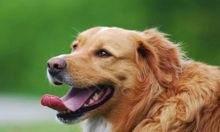 How to get serious about caring for your dog’s teeth and gums