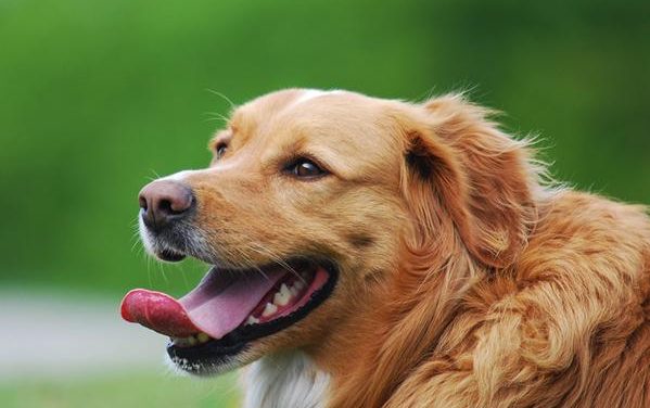 How to get serious about caring for your dog’s teeth and gums