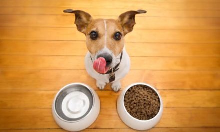 How to transition your dog onto new dog food